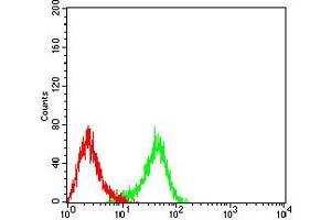 Flow cytometric analysis of HL-60 cells using CD193 mouse mAb (green) and negative control (red).