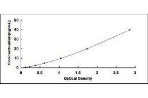 ELISA image for Cytochrome P450, Family 27, Subfamily B, Polypeptide 1 (CYP27B1) ELISA Kit (ABIN426673)