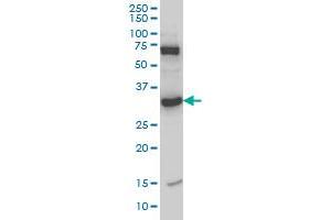 Western Blotting (WB) image for anti-N-Methylpurine-DNA Glycosylase (MPG) (AA 1-90) antibody (ABIN598819) (MPG anticorps  (AA 1-90))