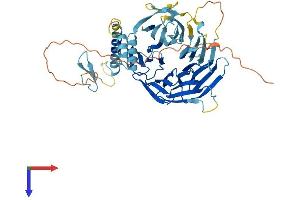 AlphaFold protein structure predicition of Human Recombinant DCAF4 Protein, UniprotID Q8WV16