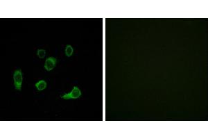 Peptide - +Immunofluorescence analysis of HuvEc cells, using ATG4C antibody. (ATG4C anticorps  (Internal Region))