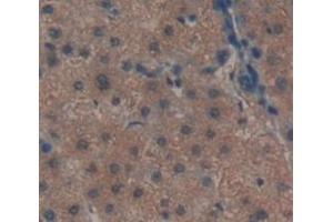 IHC-P analysis of Human Tissue, with DAB staining. (CLEC11A anticorps  (AA 22-323))