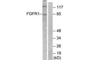 Western Blotting (WB) image for anti-Fibroblast Growth Factor Receptor 1 (FGFR1) (AA 121-170) antibody (ABIN2888991) (FGFR1 anticorps  (AA 121-170))
