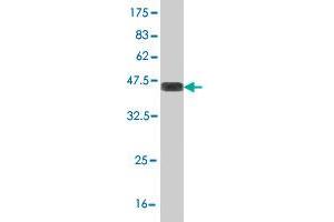 Western Blot detection against Immunogen (38.