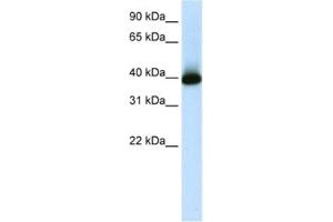Western Blotting (WB) image for anti-GS Homeobox 2 (GSX2) antibody (ABIN2461983) (GSX2 anticorps)