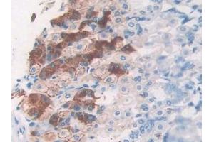 Detection of MIP3a in Mouse Stomach Tissue using Polyclonal Antibody to Macrophage Inflammatory Protein 3 Alpha (MIP3a)