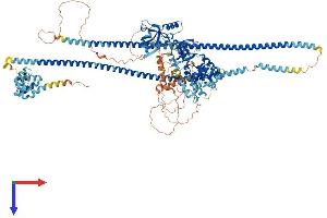 AlphaFold protein structure predicition of Human Recombinant CARD11 Protein, UniprotID Q9BXL7