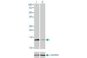 Western blot analysis of RPA3 over-expressed 293 cell line, cotransfected with RPA3 Validated Chimera RNAi (Lane 2) or non-transfected control (Lane 1).