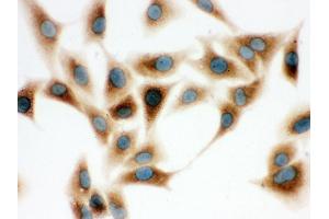 Anti- COMT Picoband antibody,ICC ICC: A549 Cell