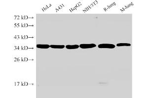 Western Blot analysis of 1)Hela, 2)A431, 3)HepG2, 4)NIH/3T3, 5)Rat lung, 6)Mouse lung using ANXA5 Ployclonal Antibody at dilution of 1:2000. (Annexin V anticorps)