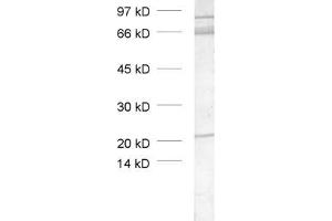dilution: 1 : 1000, sample: crude synaptic vesicle fraction of rat brain (LP2) (TRIM9 anticorps  (AA 1-250))