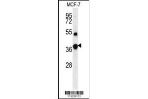 Western blot analysis of FBP1 Antibody in MCF-7 cell line lysates (35ug/lane) (FBP1 anticorps  (AA 125-156))