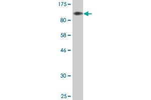 Western Blot detection against Immunogen (88.