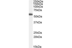 Image no. 1 for anti-Fas Associated Factor Family Member 2 (FAF2) (C-Term) antibody (ABIN374347) (FAF2 anticorps  (C-Term))