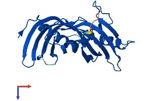 AlphaFold protein structure predicition of Human Recombinant LXN Protein, UniprotID Q9BS40