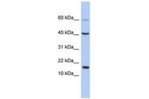 Image no. 1 for anti-Atonal Homolog 7 (ATOH7) (C-Term) antibody (ABIN6742655)