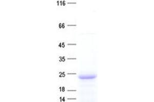 Validation with Western Blot