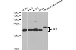 Western blot analysis of extracts of various cell lines, using APRT antibody (ABIN6291536) at 1:1000 dilution.