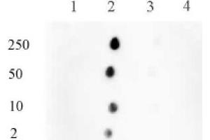 Histone H3 monomethyl Lys122 pAb tested by dot blot analysis. (Histone 3 anticorps  (H3K122me1))