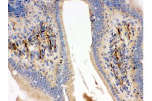 Immunohistochemistry (Paraffin-embedded Sections) (IHC (p)) image for anti-Flotillin 2 (FLOT2) (AA 169-344) antibody (ABIN3042393)