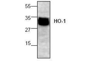 Image no. 1 for anti-Heme Oxygenase (Decycling) 1 (HMOX1) (N-Term) antibody (ABIN155124) (HMOX1 anticorps  (N-Term))