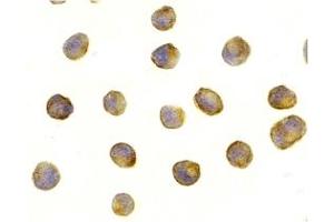 Immunohistochemistry (IHC) image for anti-RAPTOR (RAPTOR) (Middle Region) antibody (ABIN1031053) (RAPTOR anticorps  (Middle Region))