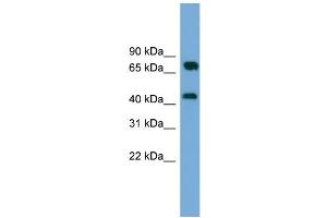 WB Suggested Anti-MAT2A Antibody Titration: 0. (MAT2A anticorps  (Middle Region))