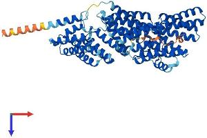 AlphaFold protein structure predicition of Human Recombinant MAU2 Protein, UniprotID Q9Y6X3