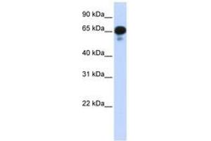 Image no. 1 for anti-Protein Phosphatase 1J (PPM1J) (AA 71-120) antibody (ABIN6743258) (PPM1J anticorps  (AA 71-120))