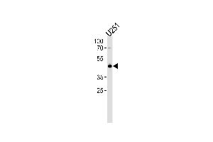 Western blot analysis in U251 cell line lysates (35ug/lane). (TFAP2A anticorps  (N-Term))