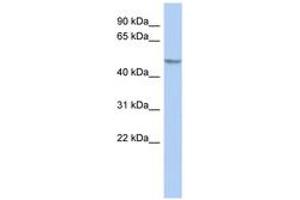 GCOM1 Antikörper  (AA 215-264)