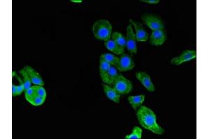 Immunofluorescent analysis of HepG2 cells using ABIN7154194 at dilution of 1:100 and Alexa Fluor 488-congugated AffiniPure Goat Anti-Rabbit IgG(H+L)