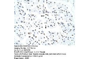 Rabbit Anti-HNRPUL1 Antibody  Paraffin Embedded Tissue: Human Muscle Cellular Data: Skeletal muscle cells Antibody Concentration: 4.