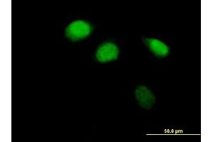 Immunofluorescence of purified MaxPab antibody to ZBTB12 on HeLa cell. (ZBTB12 anticorps  (AA 1-459))