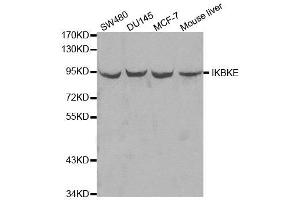 Western blot analysis of extracts of various cell lines, using IKBKE antibody. (IKKi/IKKe anticorps  (AA 495-716))