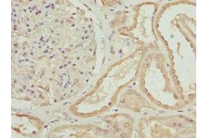 Immunohistochemistry of paraffin-embedded human kidney tissue using ABIN7176187 at dilution of 1:100 (ZNF24 anticorps  (AA 169-368))
