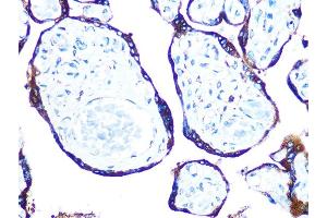 Immunohistochemistry of paraffin-embedded human placenta using ERp57 Rabbit mAb (ABIN7269613) at dilution of 1:100 (40x lens).