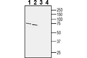 Western blot analysis of mouse brain membranes (lanes 1 and 3) and rat brain lysates (lanes 2 and 4):1-2. (GPR143 anticorps  (Intracellular))
