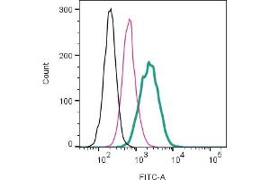 anti-Neuropilin (NRP) and Tolloid (TLL)-Like 2 (NETO2) (AA 189-202), (Extracellular), (N-Term) antibody (FITC)