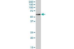 ATG4C MaxPab polyclonal antibody.