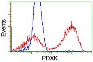 HEK293T cells transfected with either RC200975 overexpress plasmid (Red) or empty vector control plasmid (Blue) were immunostained by anti-PDXK antibody (ABIN2454646), and then analyzed by flow cytometry. (PDXK anticorps)