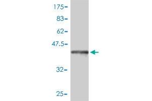 Western Blot detection against Immunogen (45.