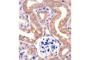 Paraformaldehyde-fixed, paraffin embedded mouse kidney tissue, Antigen retrieval by boiling in sodium citrate buffer (pH6.