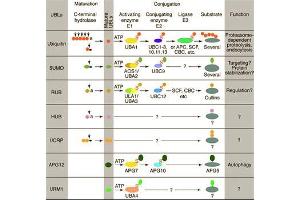 Conjugation pathways for ubiquitin and ubiquitin-like modifiers (UBLs). (ATG12 anticorps)