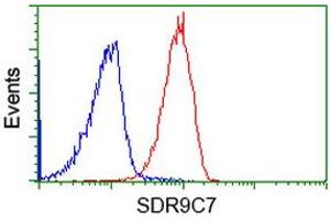 Image no. 2 for anti-Short Chain Dehydrogenase/reductase Family 9C, Member 7 (SDR9C7) antibody (ABIN1500842) (SDR9C7 anticorps)