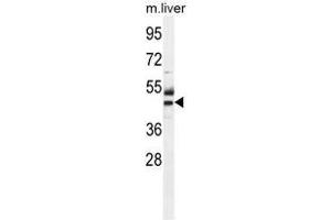 ATPBD3 Antibody (Center) western blot analysis in mouse liver tissue lysates (35µg/lane). (ATPBD3 anticorps  (Middle Region))