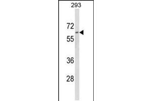 Western blot analysis of DOLK Antibody in 293 cell line lysates (35ug/lane)