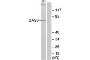 Western blot analysis of extracts from 293 cells, using GAS6 Antibody. (GAS6 anticorps  (AA 291-340))