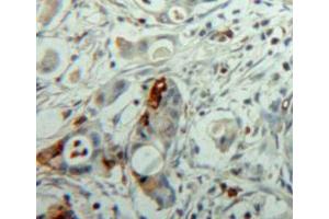 Used in DAB staining on fromalin fixed paraffin-embedded pancreas tissue (NEU1 anticorps  (AA 141-286))