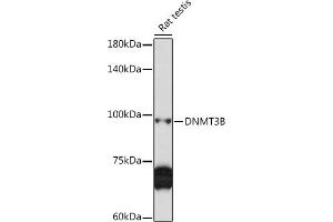 Western blot analysis of extracts of Rat testis, using DNMT3B Rabbit pAb (ABIN6130287, ABIN6139752, ABIN6139754 and ABIN6223075) at 1:1000 dilution. (DNMT3B anticorps)